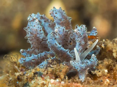 Phyllodesmium crypticum - Desa Wolwal, Wolwal, Kec. Alor Barat Daya, Kabupaten Alor, Nusa Tenggara Tim., Indonesia