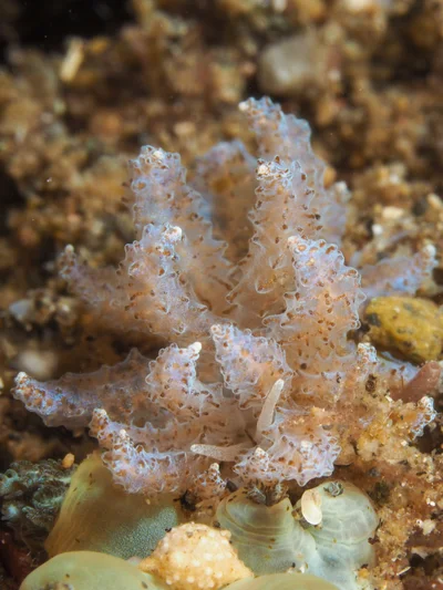Phyllodesmium crypticum - Desa Wolwal, Wolwal, Kec. Alor Barat Daya, Kabupaten Alor, Nusa Tenggara Tim., Indonesia