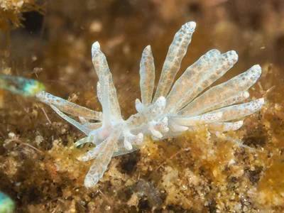 Phyllodesmium crypticum - Desa Wolwal, Wolwal, Kec. Alor Barat Daya, Kabupaten Alor, Nusa Tenggara Tim., Indonesia