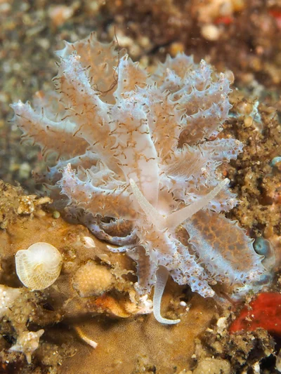 Phyllodesmium crypticum - Desa Wolwal, Wolwal, Kec. Alor Barat Daya, Kabupaten Alor, Nusa Tenggara Tim., Indonesia