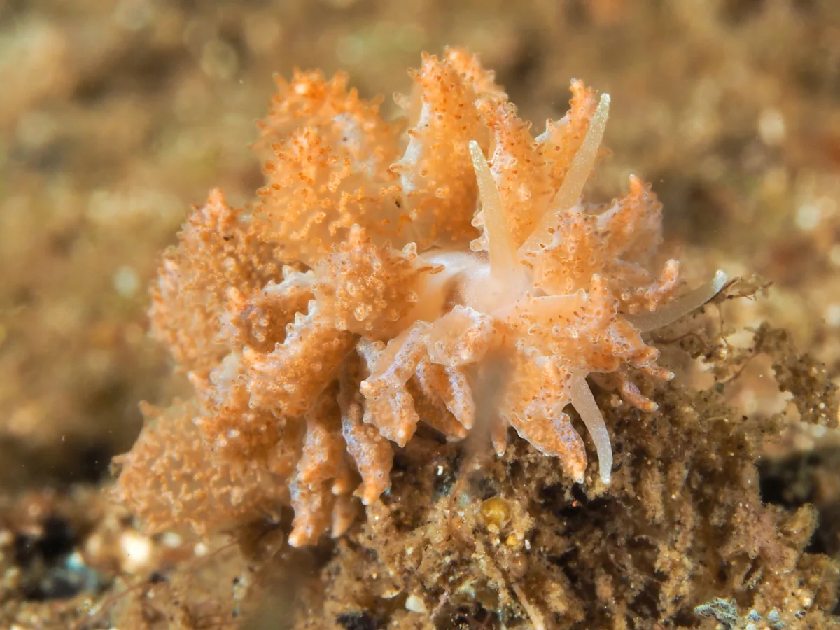 Phyllodesmium crypticum - Desa Wolwal, Wolwal, Kec. Alor Barat Daya, Kabupaten Alor, Nusa Tenggara Tim., Indonesia
