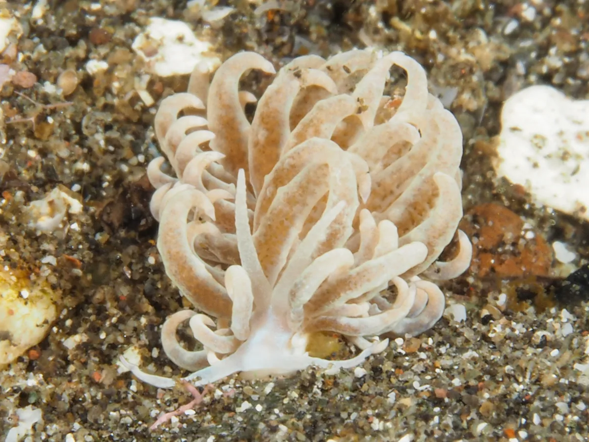 Phyllodesmium crypticum - Desa Wolwal, Wolwal, Kec. Alor Barat Daya, Kabupaten Alor, Nusa Tenggara Tim., Indonesia