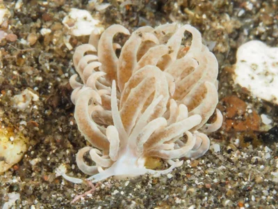Phyllodesmium crypticum - Desa Wolwal, Wolwal, Kec. Alor Barat Daya, Kabupaten Alor, Nusa Tenggara Tim., Indonesia