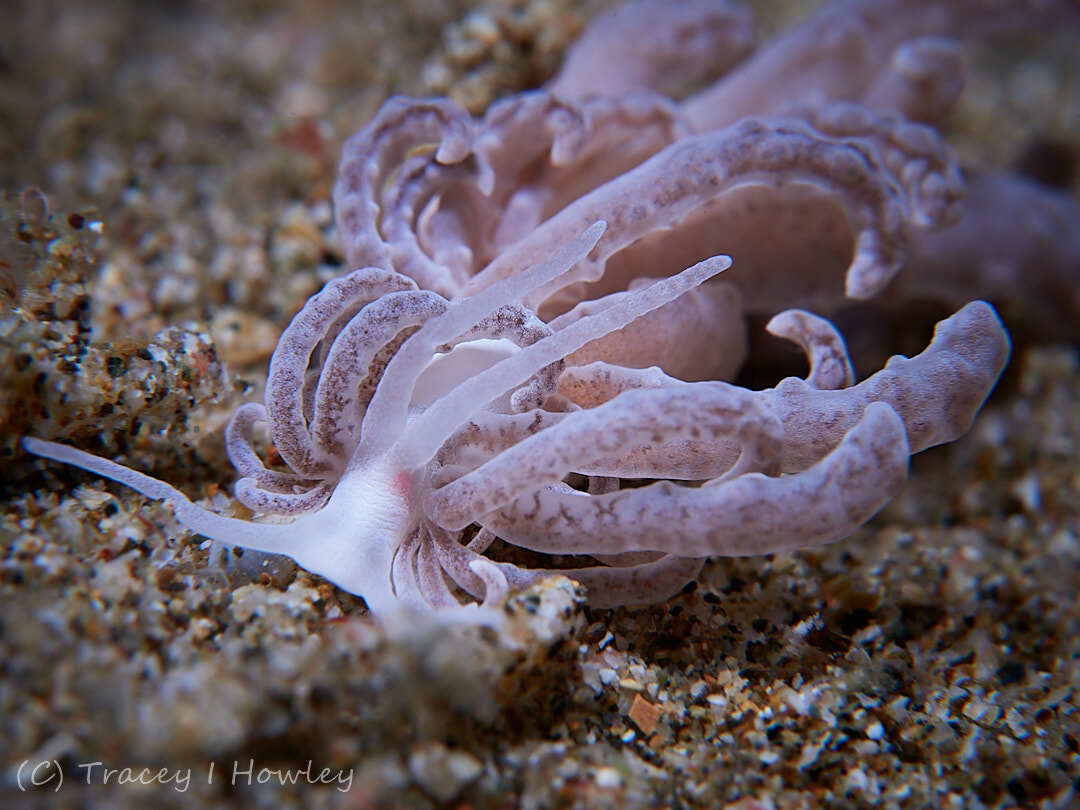 Phyllodesmium crypticum - Anilao, Bagalangit, Mabini, Batangas, Philippines