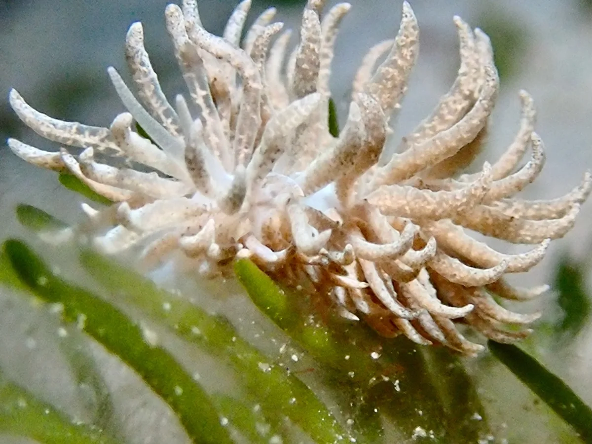 Phyllodesmium crypticum - Fun & Sun, Malapascua Island, Philippines