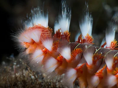 bearded fireworm (Hermodice carunculata)
