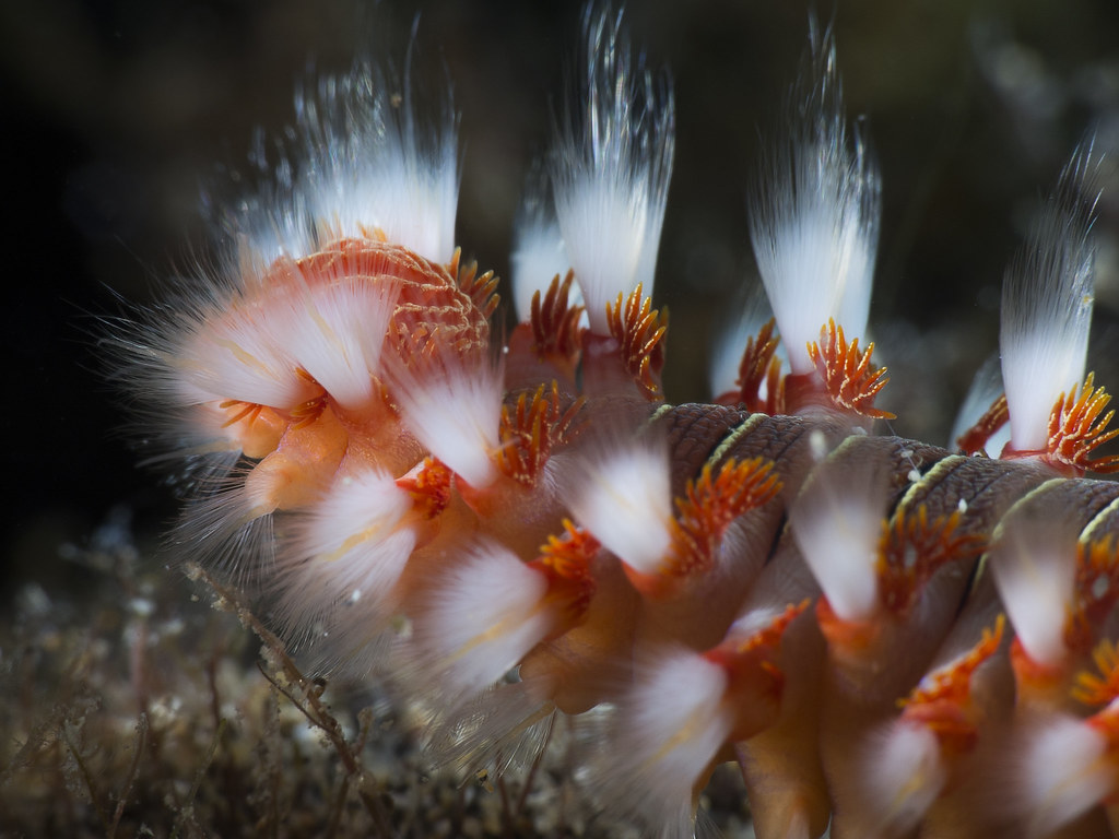 bearded fireworm (Hermodice carunculata)