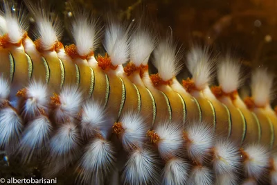 Hermodice carunculata