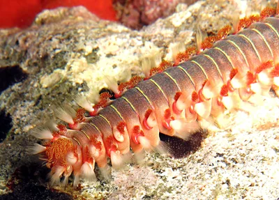 Hermodice Carunculata