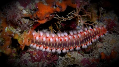 Hermodice carunculata