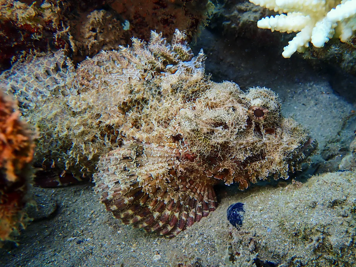 Bearded Scorpionfish
