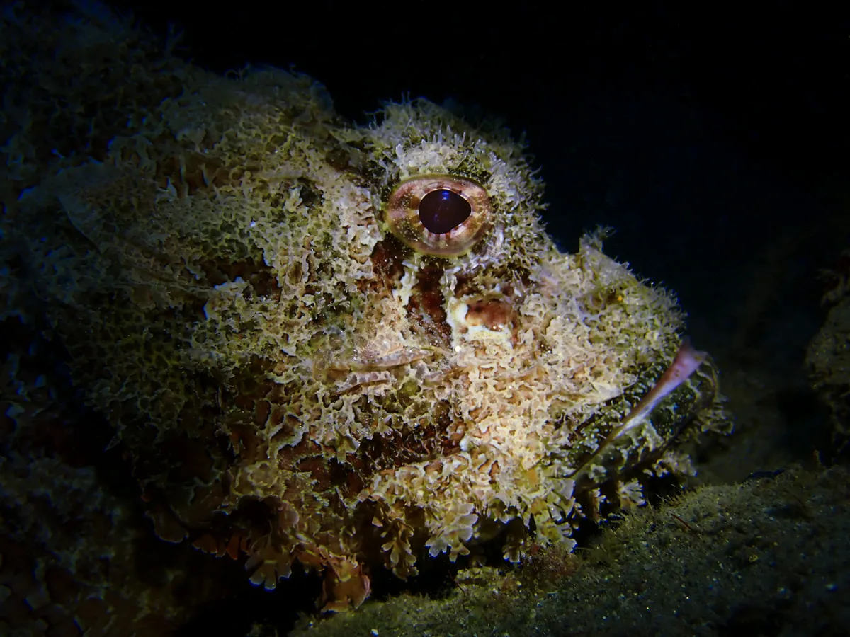Bearded Scorpionfish