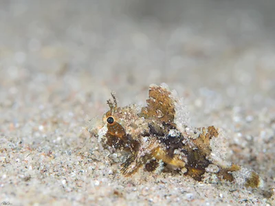 Bearded Scorpionfish - Juvenile - Scorpaenopsis barbata