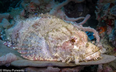 Bearded Scorpionfish - Scorpaenopsis barbata-281566.jpg