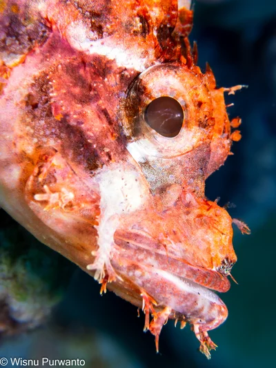 Bearded scorpion fish Scorpaenopsis barbata, Marantale, Indonesia-7284035.jpg