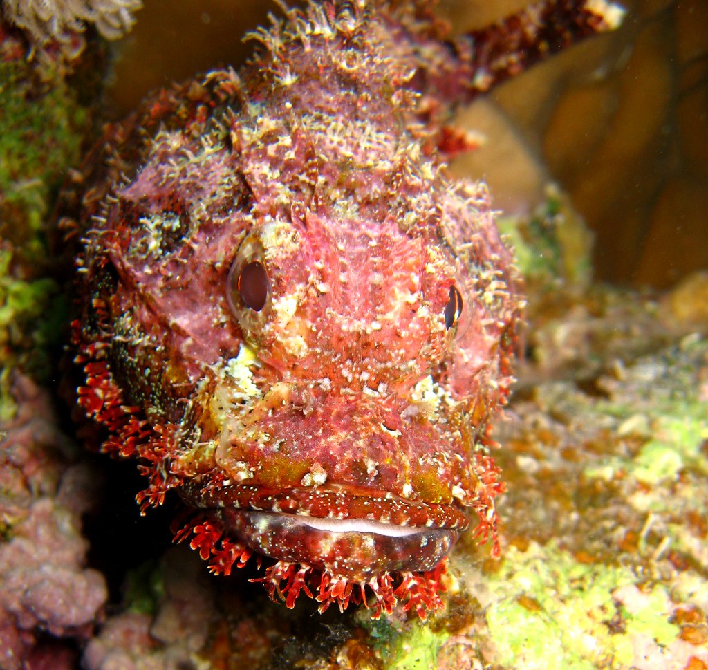 Scorpaenopsis barbata