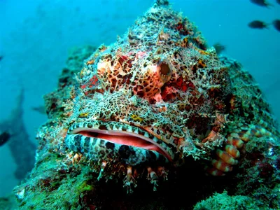 Bearded Scorpionfish - Scorpaenopsis barbata