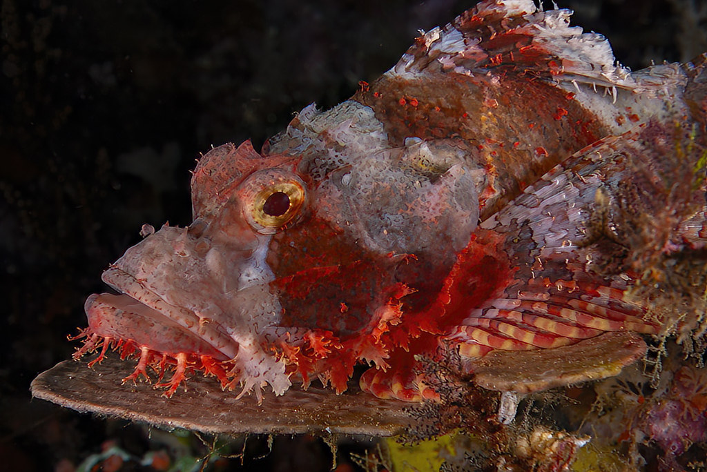 Scorpaenopsis barbata