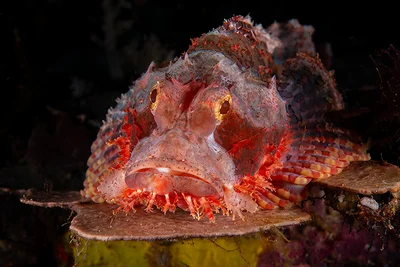 Scorpaenopsis barbata