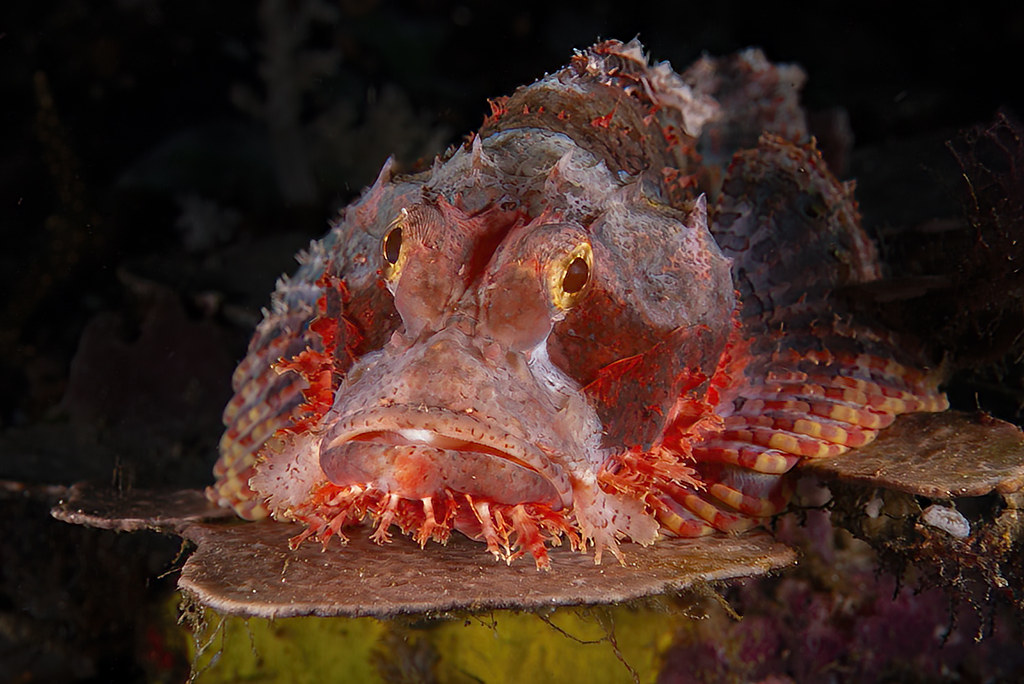 Scorpaenopsis barbata
