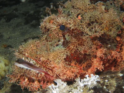 Bearded scorpionfish