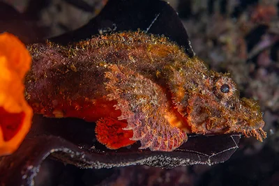 Scorpaenopsis barbata