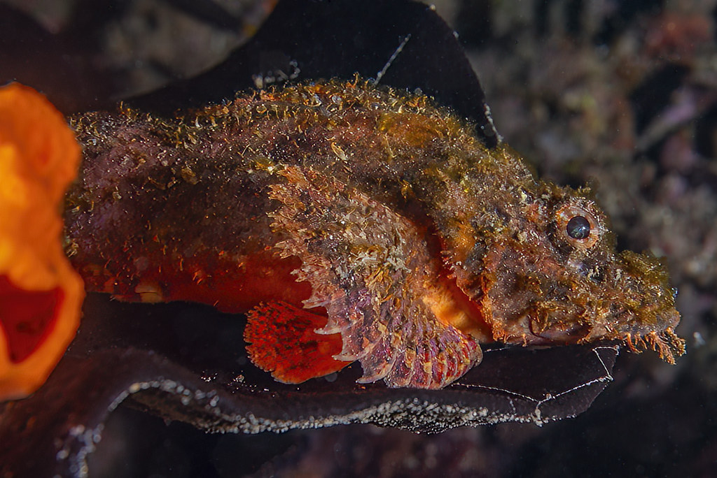 Scorpaenopsis barbata