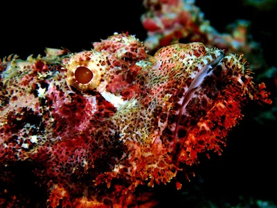 Bearded Scorpionfish - Scorpaenopsis barbata