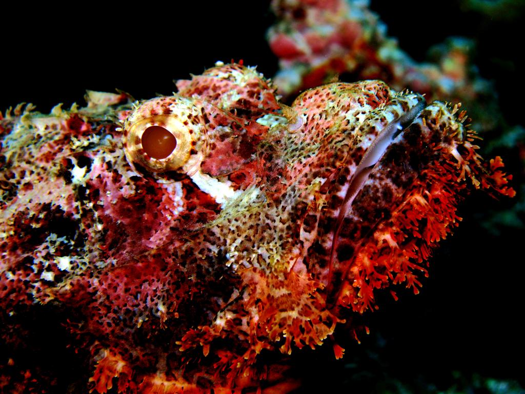 Bearded Scorpionfish - Scorpaenopsis barbata
