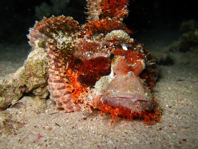 Bearded Scorpionfish - Scorpaenopsis barbata