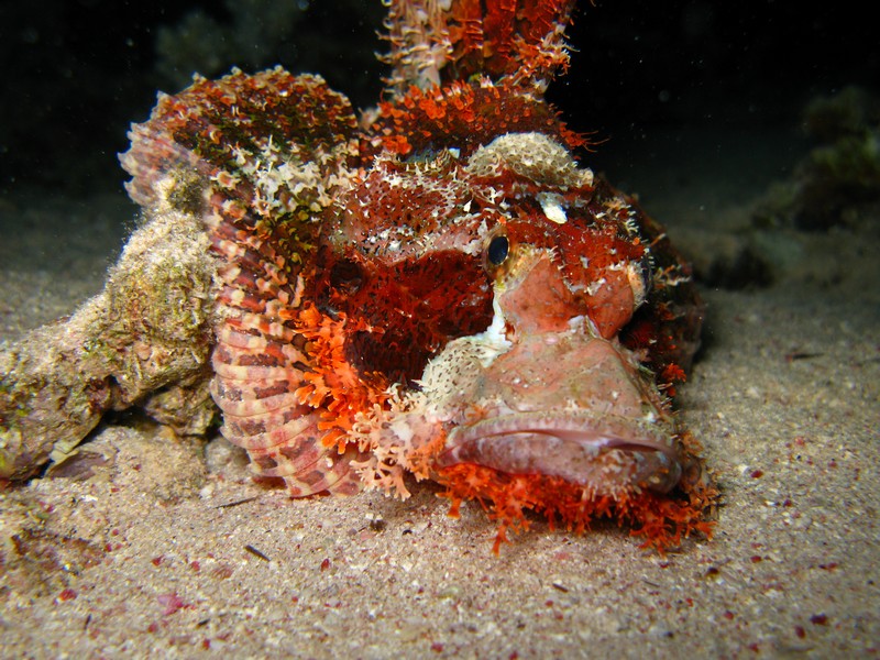 Bearded Scorpionfish - Scorpaenopsis barbata