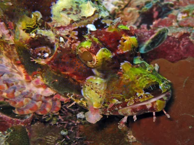 Bearded Scorpionfish - Scorpaenopsis barbata