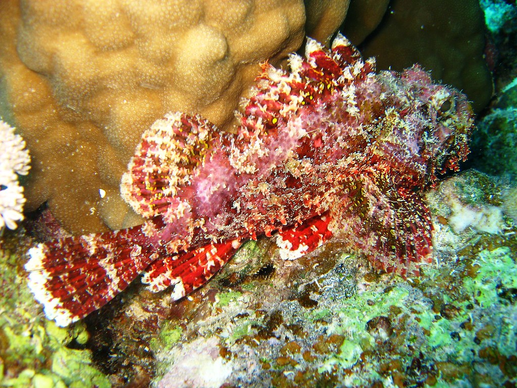 Scorpaenopsis barbata
