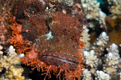 Bearded Scorpionfish