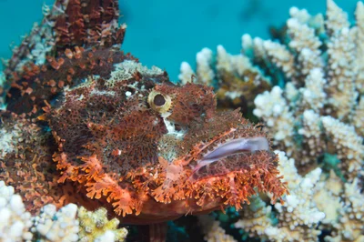 Bearded Scorpionfish