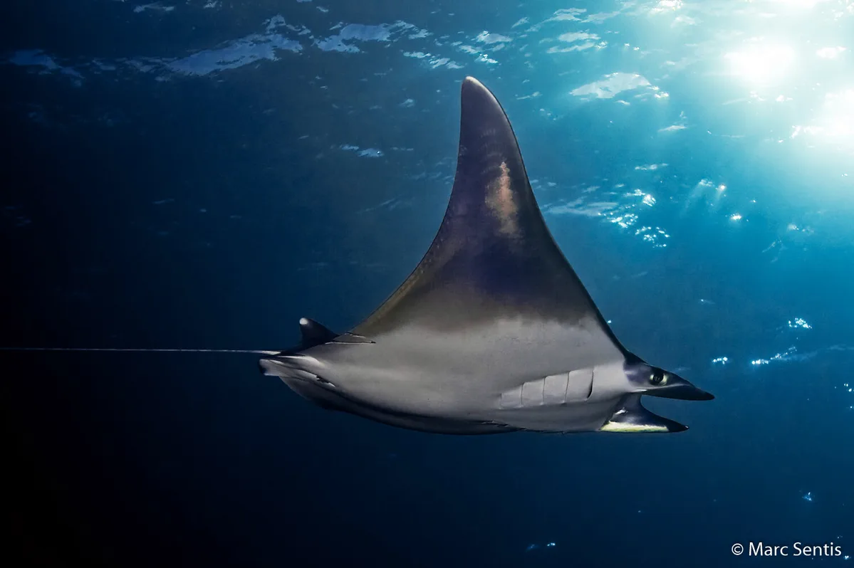 Bentfin Devil Ray