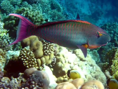 Bicolor Parrotfish - male