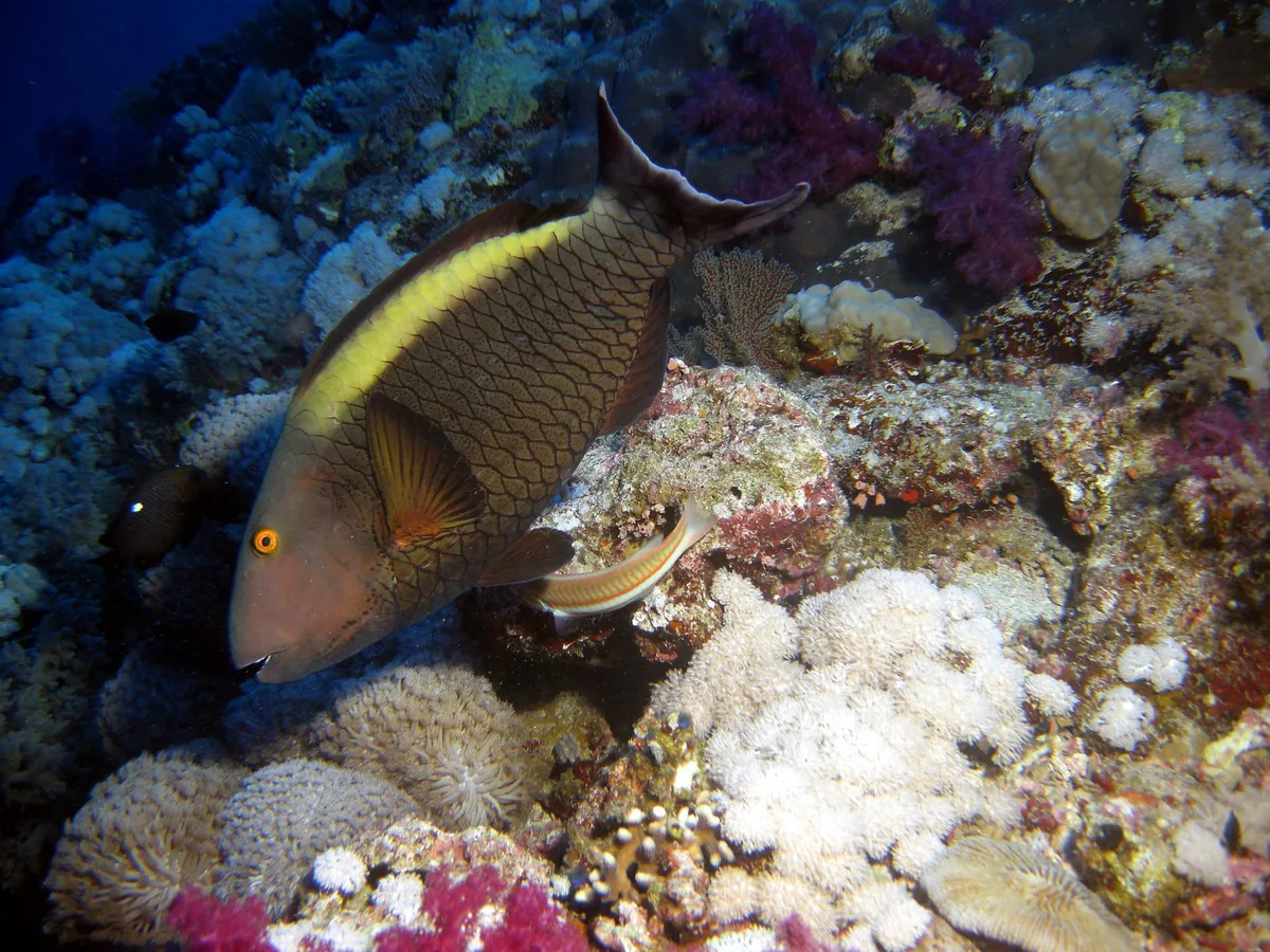Bicolor Parrotfish - female