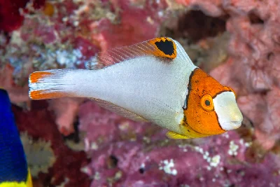 Bicolor Parrotfish - juvenile