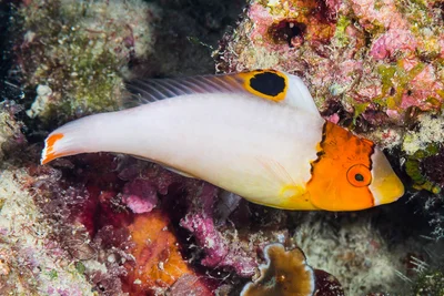 Spotted parrotfish, juvenile - Cetoscarus ocellatus