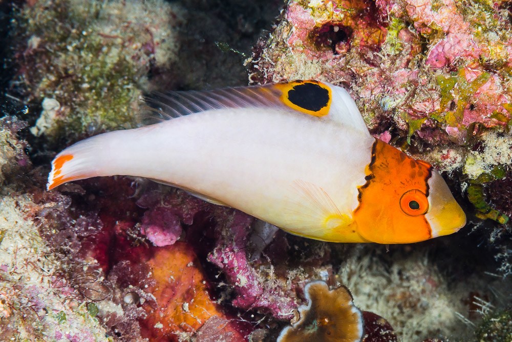 Spotted parrotfish, juvenile - Cetoscarus ocellatus