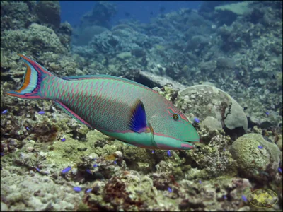 Bicolor Parrotfish (Cetoscarus bicolor)