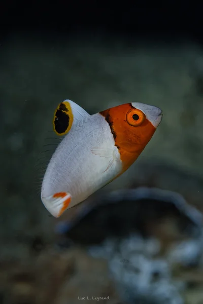 Cetoscarus bicolor juv., Bicolor Parrotfish, Baby, Papageienfischbaby,