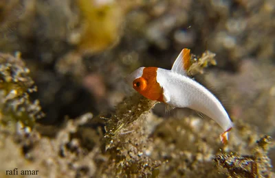 Bicolour Parrotfish - Juvenile - Cetoscarus bicolor