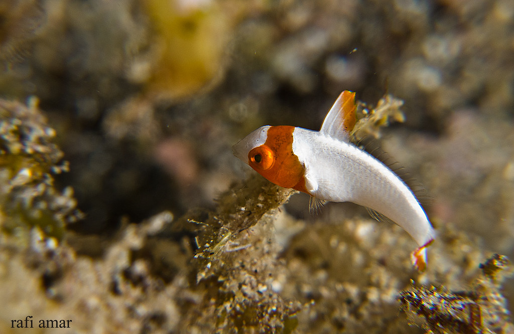 Bicolour Parrotfish - Juvenile - Cetoscarus bicolor