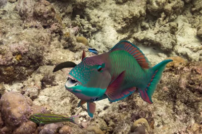 Bicolour Parrotfish
