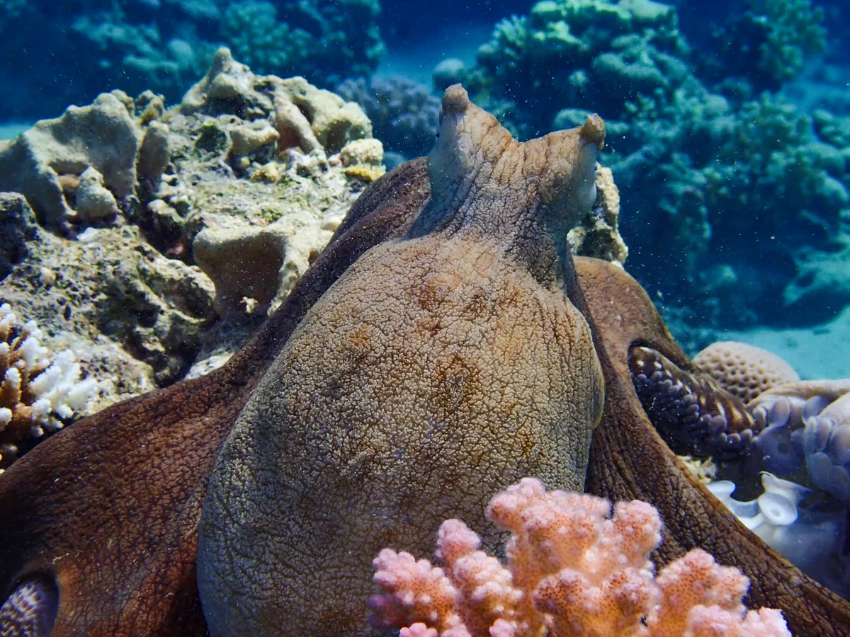 Big Blue Octopus