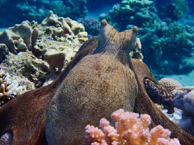 Big Blue Octopus