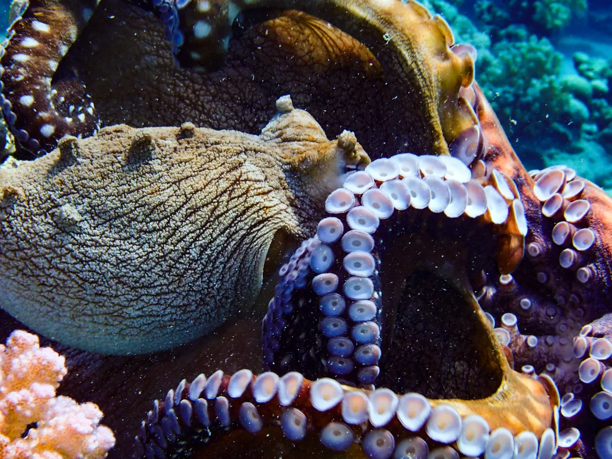 Big Blue Octopus
