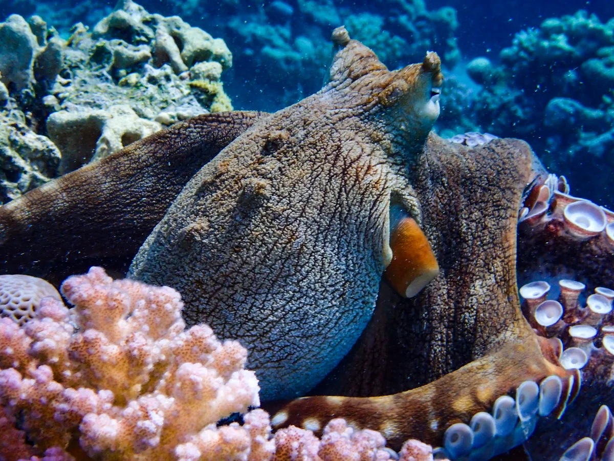 Big Blue Octopus